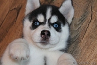 сибирской хаски - Изображение #1, Объявление #1081177