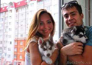 Щенки породы Сибирский Хаски от Чемпионов