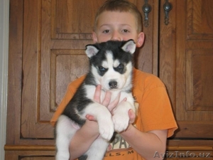 Перспективные щенки хаски