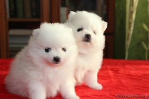 Продаю щенков шпица