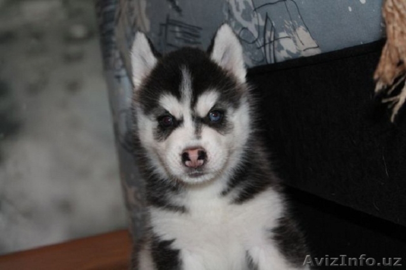 сибирской хаски - Изображение #2, Объявление #1081177