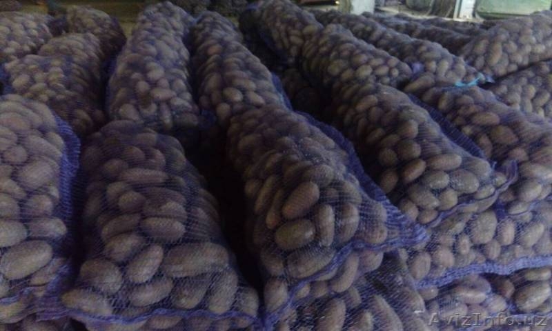 Картофель продовольственный оптом - Изображение #2, Объявление #1591283