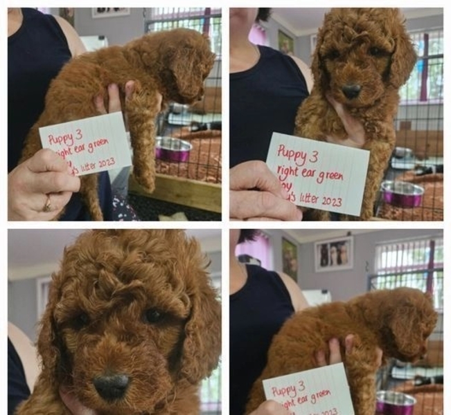 EXCEPTIONAL DOUBLE DOODLES READY NOW +1 (559) 745-5646  - Изображение #1, Объявление #1740868